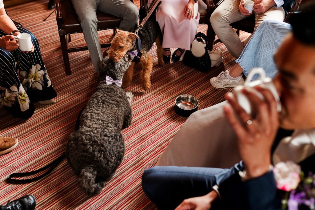 Twee honden geven elkaar een knuffel tijdens een koffie moment op een bruiloft