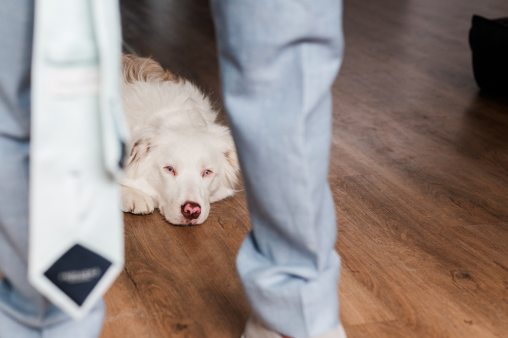 De hond van een bruidspaar die toekijkt hoe de bruidegom wordt aangekleed. 